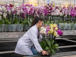 Emily Hovis Georgia:Orchid Design