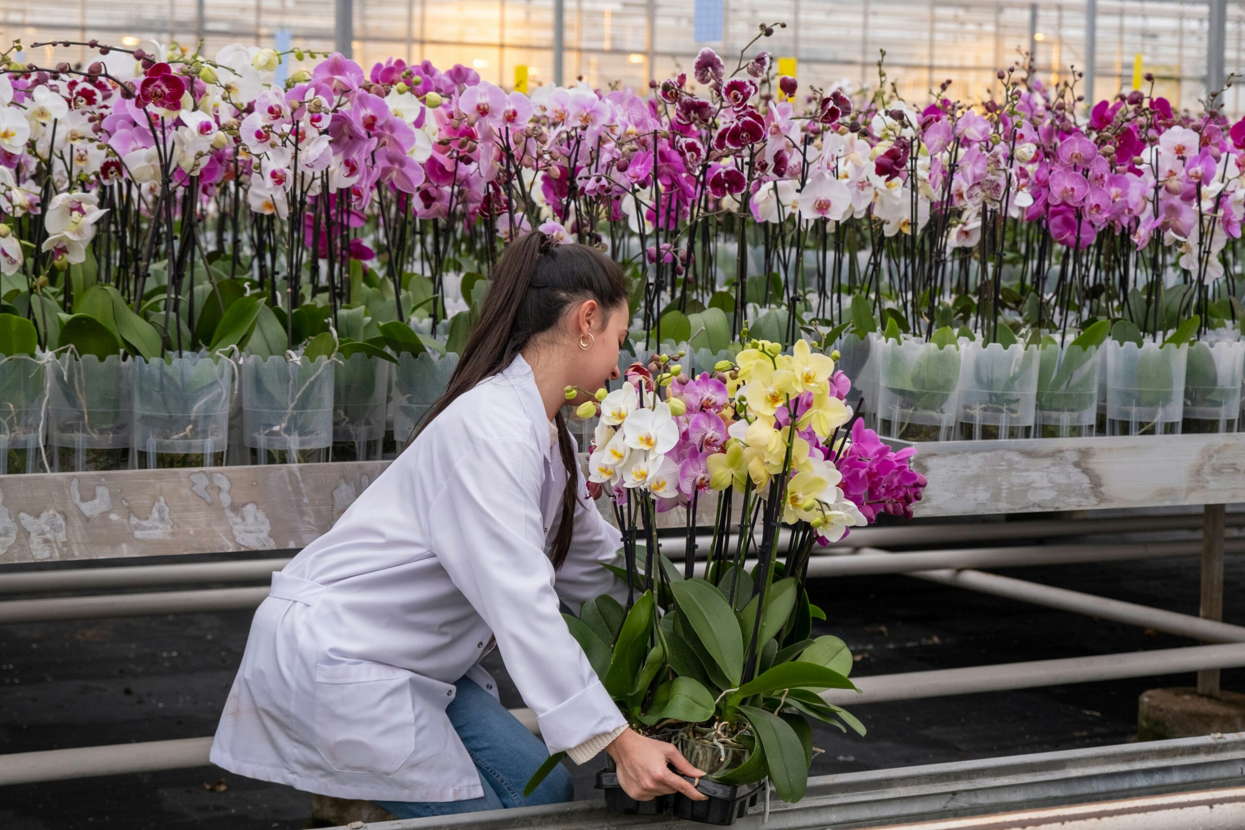 Emily Hovis Georgia:Orchid Design